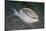 Bridled Monocale Bream-Hal Beral-Stretched Canvas