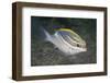 Bridled Monocale Bream-Hal Beral-Framed Photographic Print