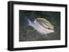 Bridled Monocale Bream-Hal Beral-Framed Photographic Print