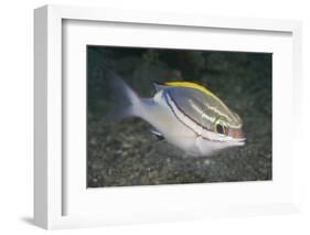 Bridled Monocale Bream-Hal Beral-Framed Photographic Print