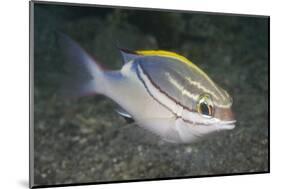Bridled Monocale Bream-Hal Beral-Mounted Photographic Print