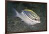 Bridled Monocale Bream-Hal Beral-Framed Photographic Print