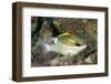 Bridled Monocale Bream-Hal Beral-Framed Photographic Print