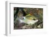 Bridled Monocale Bream-Hal Beral-Framed Photographic Print