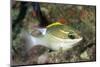 Bridled Monocale Bream-Hal Beral-Mounted Photographic Print