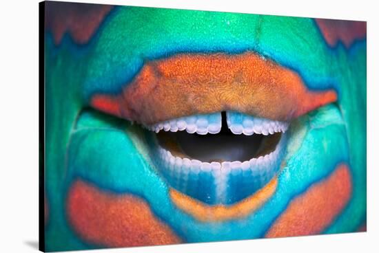Bridled Parrotfish (Scarus Frenatus) Clownish Grin Reveals its Power Tools, Maldives, Indian Ocean-Franco Banfi-Stretched Canvas