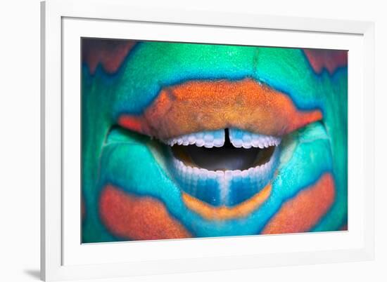 Bridled Parrotfish (Scarus Frenatus) Clownish Grin Reveals its Power Tools, Maldives, Indian Ocean-Franco Banfi-Framed Photographic Print