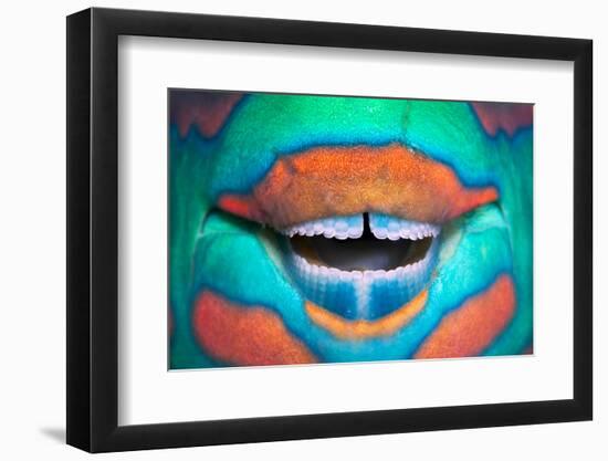 Bridled Parrotfish (Scarus Frenatus) Clownish Grin Reveals its Power Tools, Maldives, Indian Ocean-Franco Banfi-Framed Photographic Print