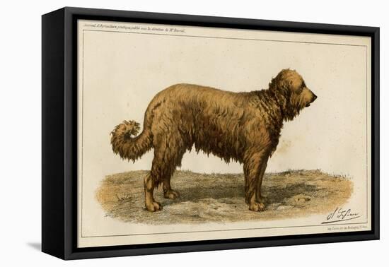 Brie Shepherd Dog at 1863 Paris Dog Show-null-Framed Stretched Canvas