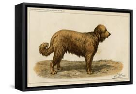 Brie Shepherd Dog at 1863 Paris Dog Show-null-Framed Stretched Canvas