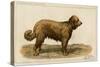 Brie Shepherd Dog at 1863 Paris Dog Show-null-Stretched Canvas