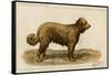 Brie Shepherd Dog at 1863 Paris Dog Show-null-Framed Stretched Canvas