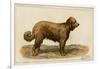 Brie Shepherd Dog at 1863 Paris Dog Show-null-Framed Art Print