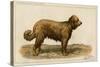 Brie Shepherd Dog at 1863 Paris Dog Show-null-Stretched Canvas