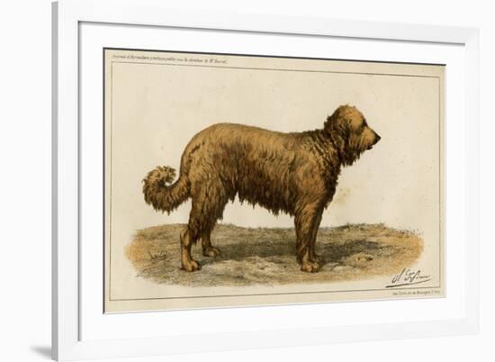 Brie Shepherd Dog at 1863 Paris Dog Show-null-Framed Premium Giclee Print