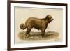 Brie Shepherd Dog at 1863 Paris Dog Show-null-Framed Premium Giclee Print