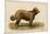 Brie Shepherd Dog at 1863 Paris Dog Show-null-Mounted Premium Giclee Print