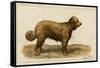 Brie Shepherd Dog at 1863 Paris Dog Show-null-Framed Stretched Canvas