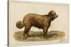 Brie Shepherd Dog at 1863 Paris Dog Show-null-Stretched Canvas