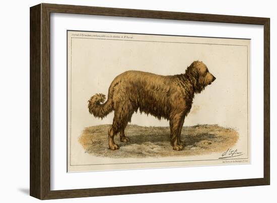 Brie Shepherd Dog at 1863 Paris Dog Show-null-Framed Art Print