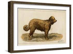 Brie Shepherd Dog at 1863 Paris Dog Show-null-Framed Art Print