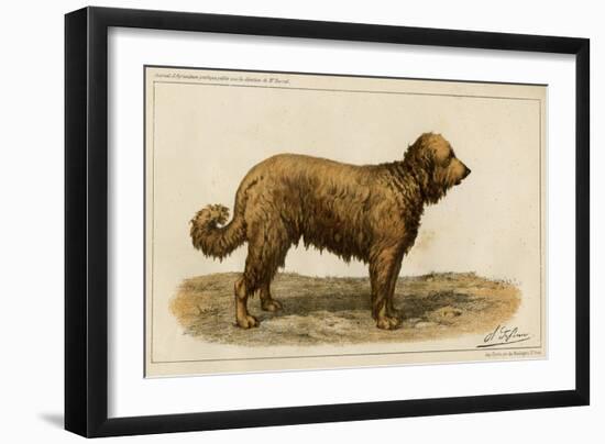 Brie Shepherd Dog at 1863 Paris Dog Show-null-Framed Art Print