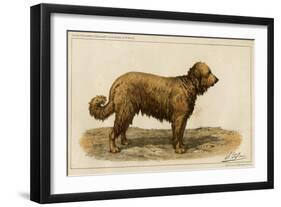 Brie Shepherd Dog at 1863 Paris Dog Show-null-Framed Art Print