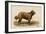 Brie Shepherd Dog at 1863 Paris Dog Show-null-Framed Art Print