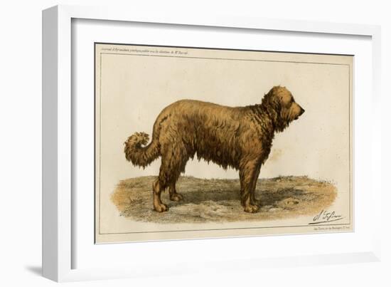 Brie Shepherd Dog at 1863 Paris Dog Show-null-Framed Art Print