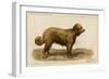 Brie Shepherd Dog at 1863 Paris Dog Show-null-Framed Art Print