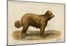 Brie Shepherd Dog at 1863 Paris Dog Show-null-Mounted Art Print