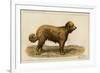 Brie Shepherd Dog at 1863 Paris Dog Show-null-Framed Art Print