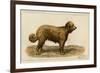 Brie Shepherd Dog at 1863 Paris Dog Show-null-Framed Art Print