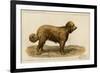 Brie Shepherd Dog at 1863 Paris Dog Show-null-Framed Art Print