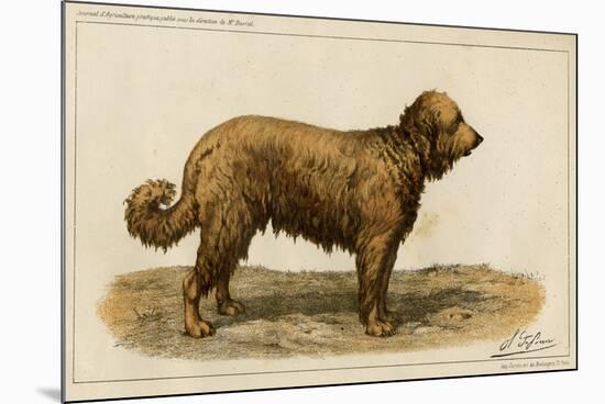 Brie Shepherd Dog at 1863 Paris Dog Show-null-Mounted Art Print