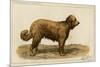 Brie Shepherd Dog at 1863 Paris Dog Show-null-Mounted Art Print