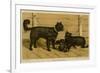 Brie Shepherd Dogs at 1865 Paris Dog Show-null-Framed Premium Giclee Print