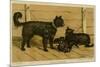 Brie Shepherd Dogs at 1865 Paris Dog Show-null-Mounted Premium Giclee Print
