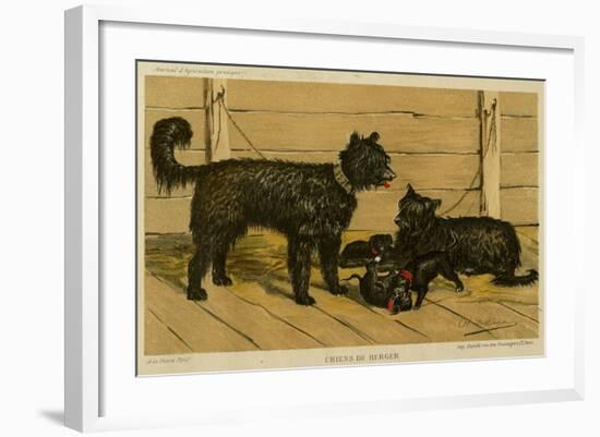 Brie Shepherd Dogs at 1865 Paris Dog Show-null-Framed Art Print