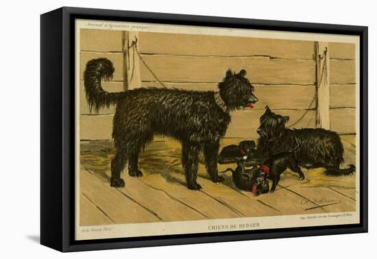 Brie Shepherd Dogs at 1865 Paris Dog Show-null-Framed Stretched Canvas