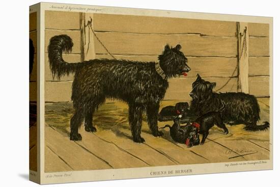 Brie Shepherd Dogs at 1865 Paris Dog Show-null-Stretched Canvas