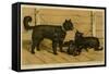 Brie Shepherd Dogs at 1865 Paris Dog Show-null-Framed Stretched Canvas