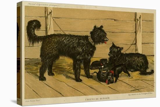 Brie Shepherd Dogs at 1865 Paris Dog Show-null-Stretched Canvas