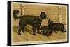 Brie Shepherd Dogs at 1865 Paris Dog Show-null-Framed Stretched Canvas