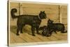 Brie Shepherd Dogs at 1865 Paris Dog Show-null-Stretched Canvas