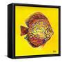 Bright Aquatic Life I-Patricia Pinto-Framed Stretched Canvas