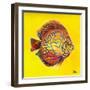 Bright Aquatic Life I-Patricia Pinto-Framed Art Print