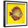 Bright Aquatic Life I-Patricia Pinto-Framed Art Print