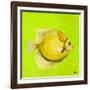 Bright Aquatic Life III-Patricia Pinto-Framed Art Print