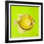 Bright Aquatic Life III-Patricia Pinto-Framed Art Print